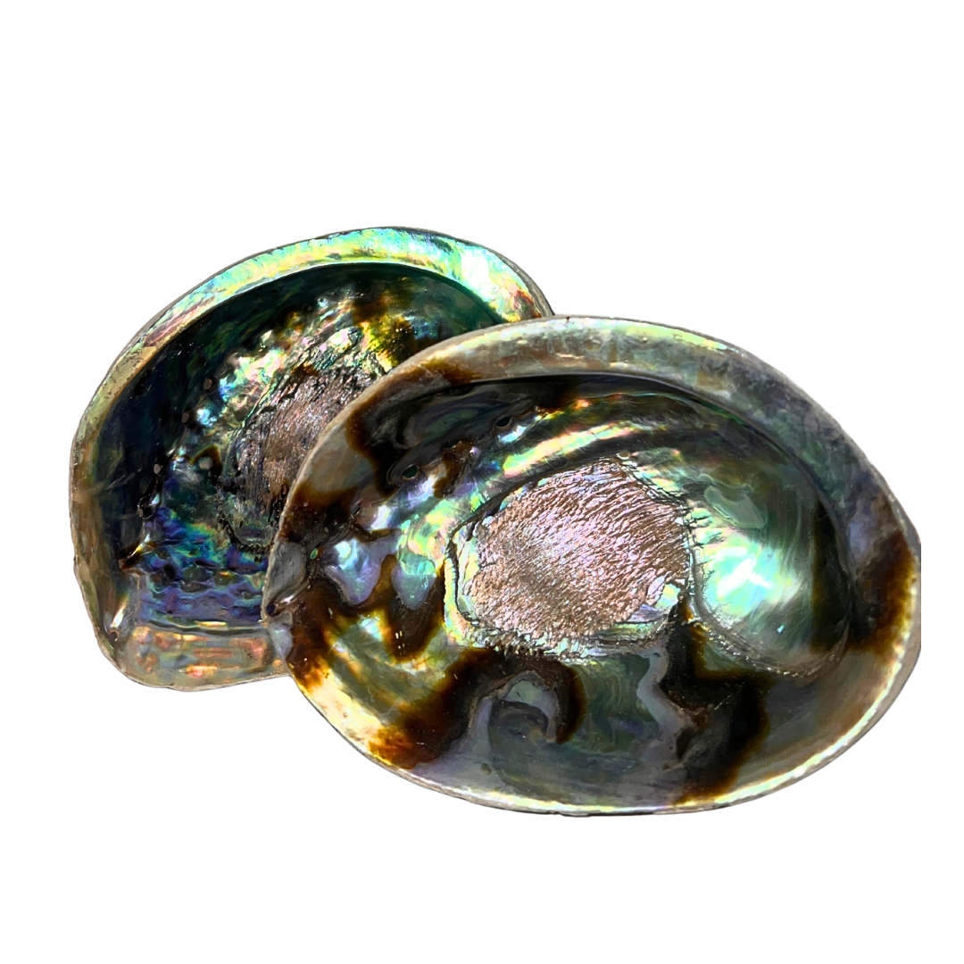 Abalone Shell