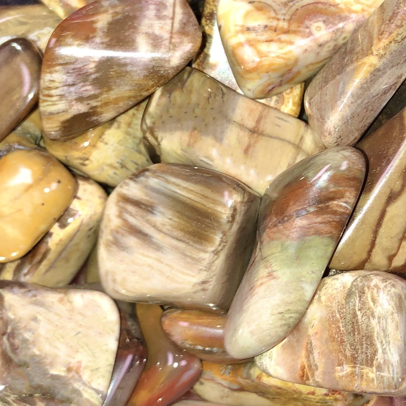 Petrified wood/med